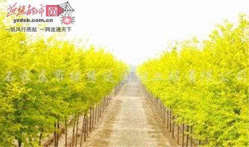 美人榆频遭“盗版”林业新品种维权难