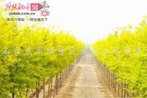 美人榆频遭“盗版”林业新品种维权难