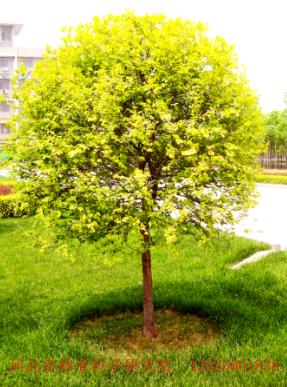 植物新品种权官司打出一个‘美人榆’产业联盟