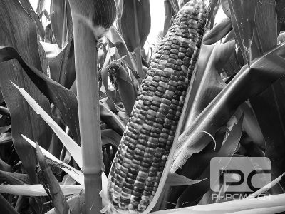 一起诉讼引出的植物新品种保护话题