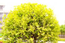 植物新品种权官司打出一个‘美人榆’产业联盟