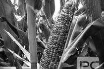 一起诉讼引出的植物新品种保护话题