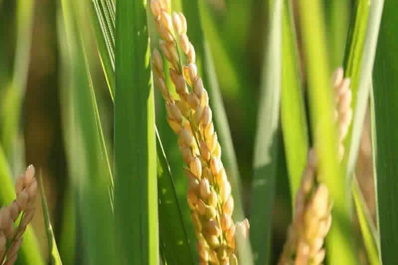 人民法院种业知识产权司法保护典型案例（第二批）